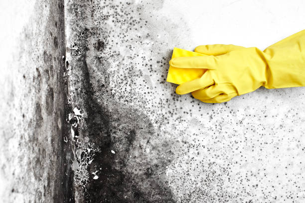 Best Mold Damage Repair  in Marthasville, MO