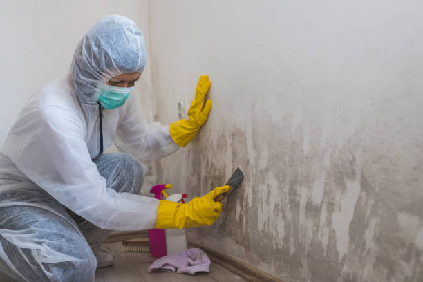 Best Fast Mold Removal  in Marthasville, MO