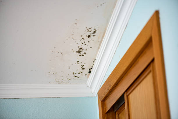 Best Attic Mold Removal  in Marthasville, MO