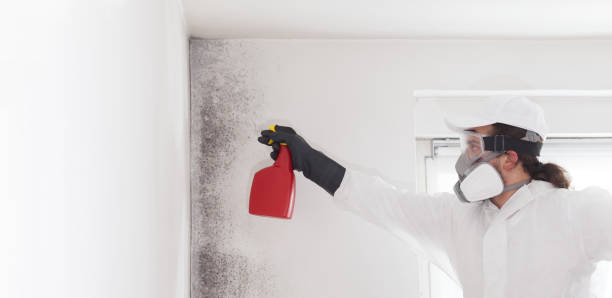 Professional Mold Removal in Marthasville, MO