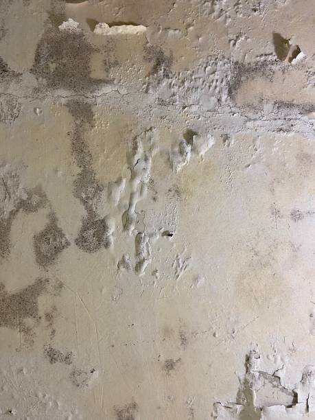 Best Professional Mold Removal  in Marthasville, MO