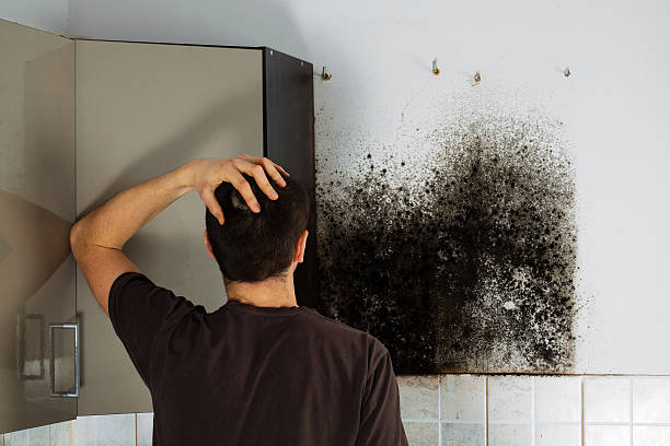Best Toxic Mold Removal  in Marthasville, MO