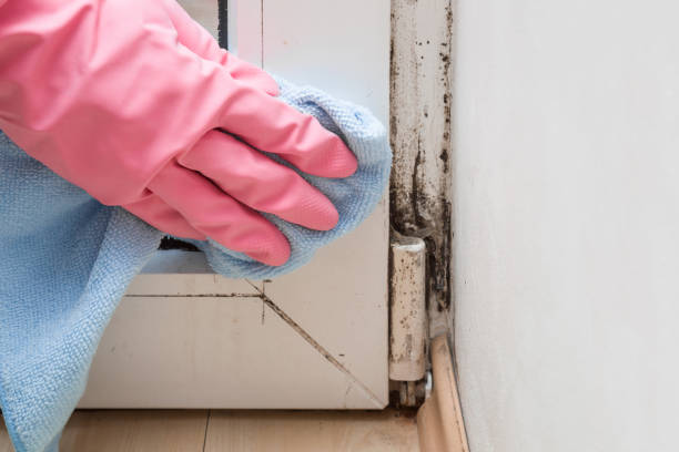 Best Office Mold Removal Services  in Marthasville, MO